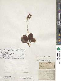 Pyrola elliptica image