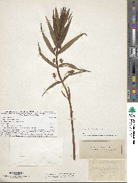 Lysimachia thyrsiflora image