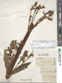 Frasera caroliniensis image