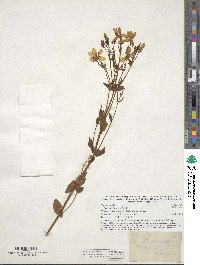 Sabatia angularis image