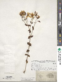 Sabatia angularis image