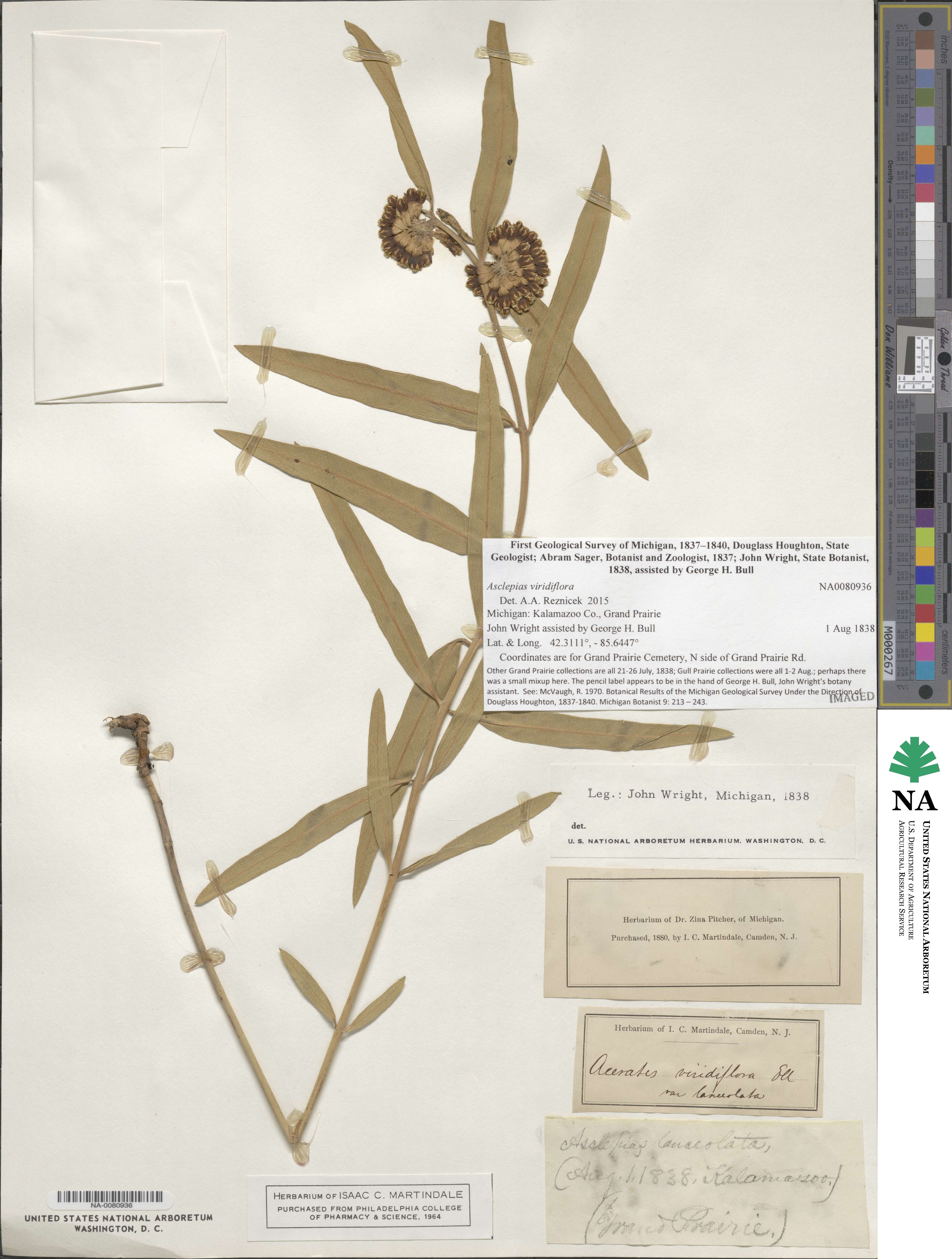 Asclepiadoideae image