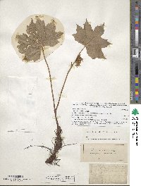 Hydrophyllum canadense image