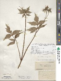 Hydrophyllum virginianum image