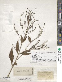 Verbena urticifolia image