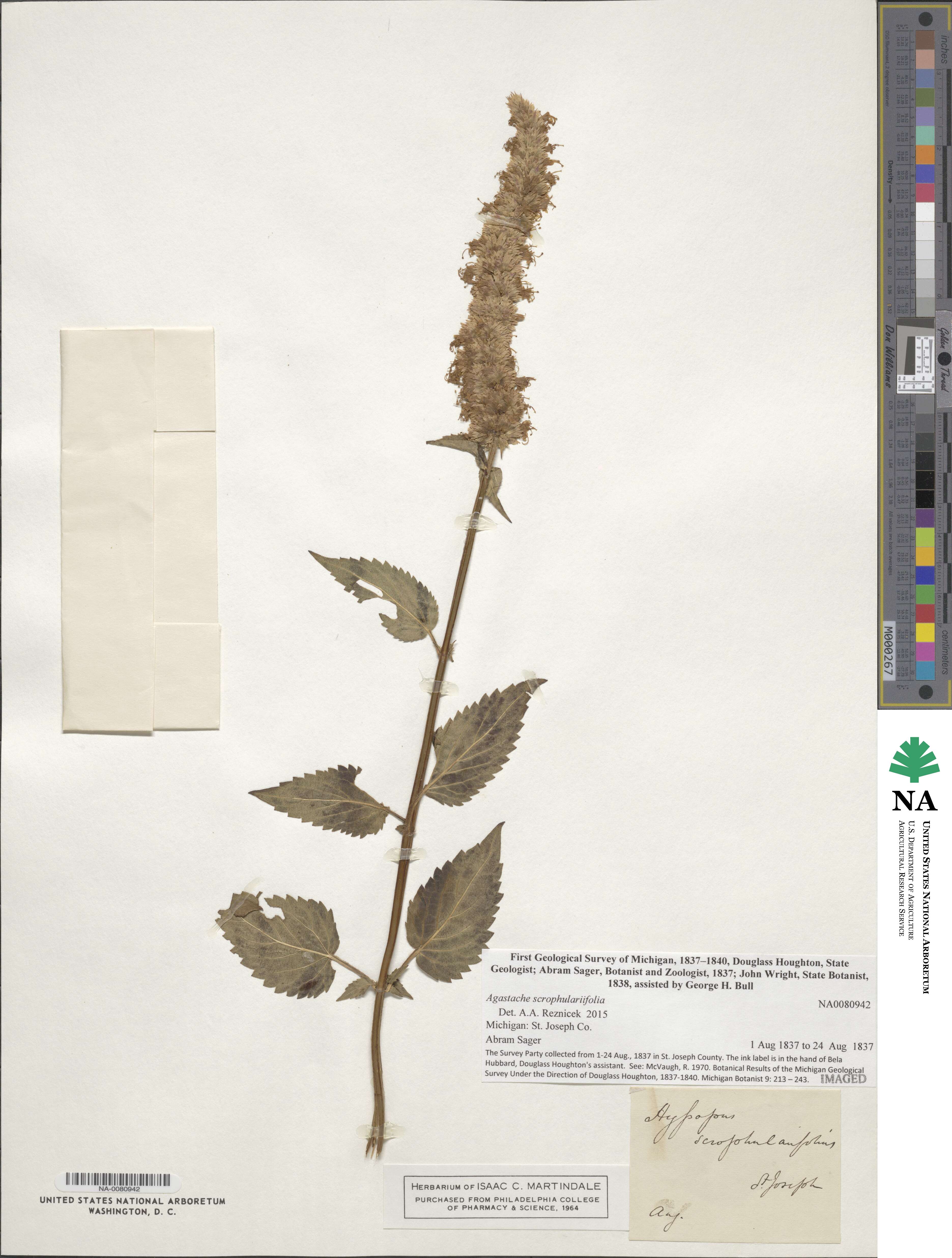 Agastache scrophulariifolia image