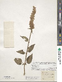 Agastache scrophulariifolia image