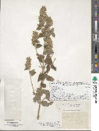 Nepeta cataria image