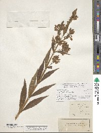 Physostegia virginiana image