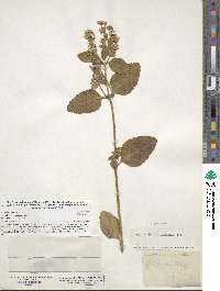 Scutellaria elliptica image