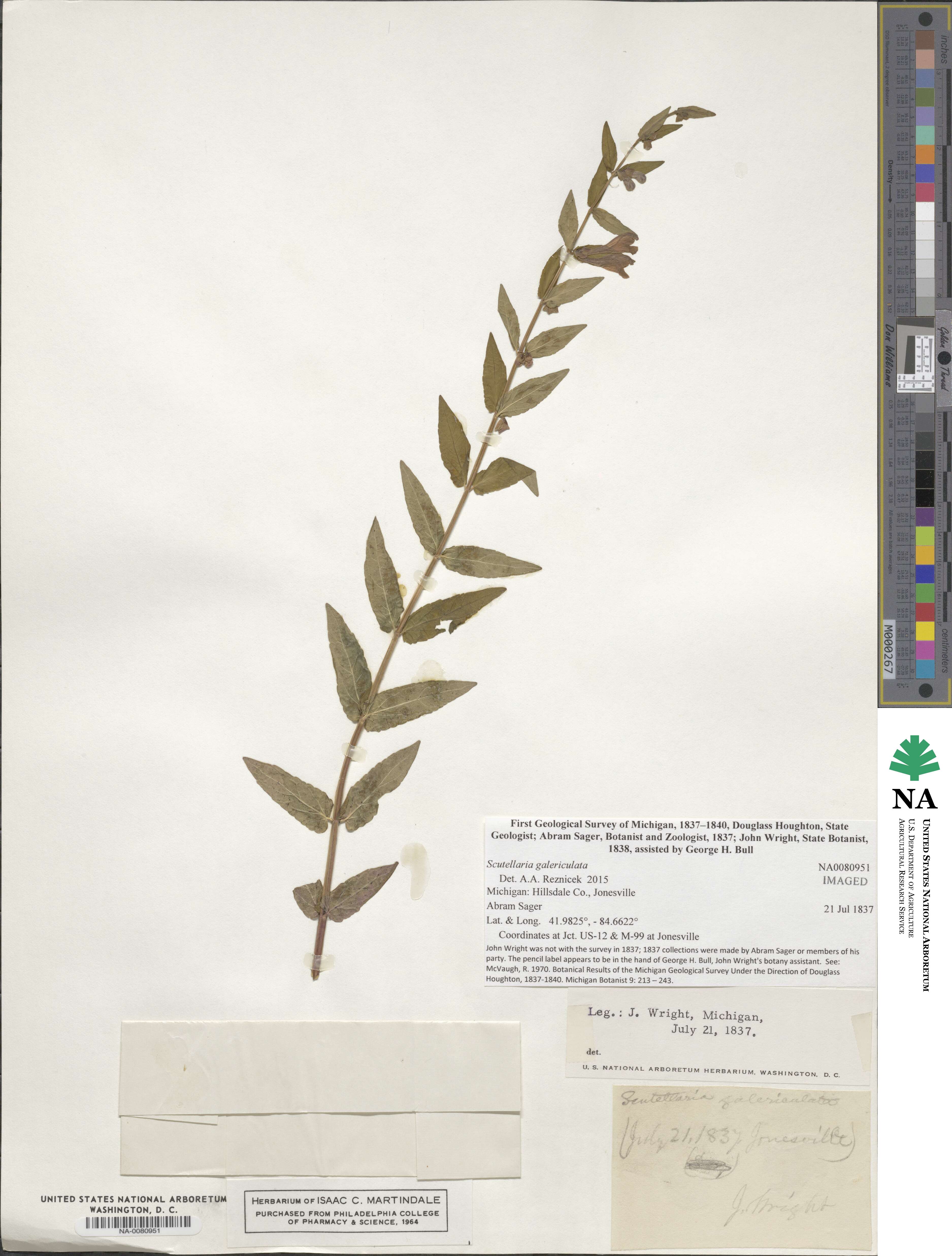 Scutellaria galericulata image