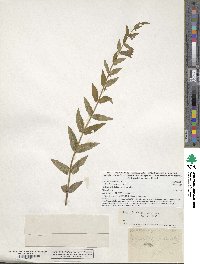 Scutellaria galericulata image