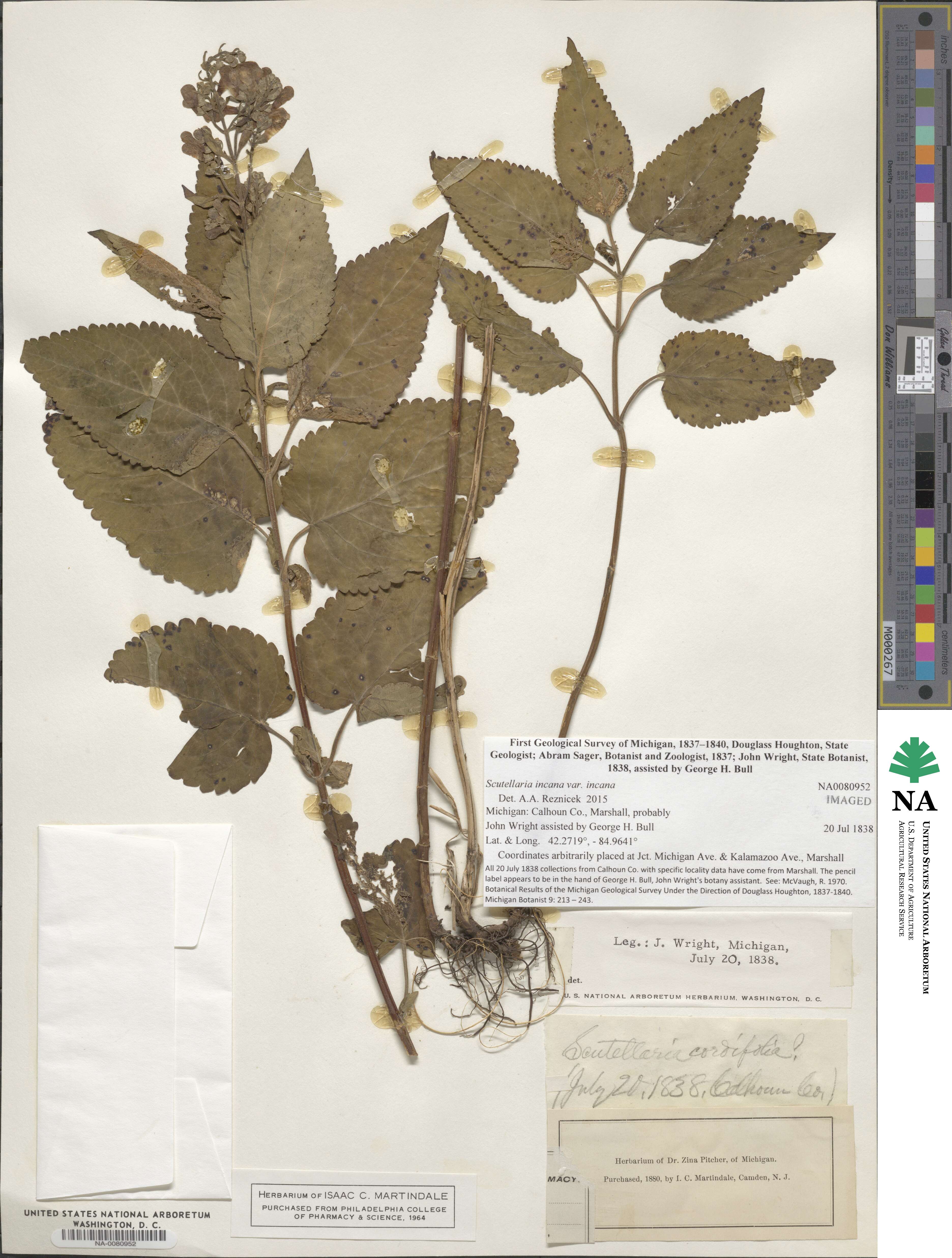 Scutellaria incana image