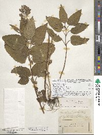 Scutellaria incana var. incana image