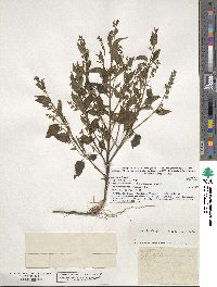 Scutellaria lateriflora image