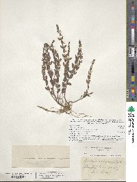 Scutellaria parvula image