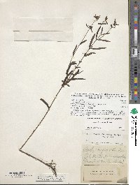 Stachys hyssopifolia image