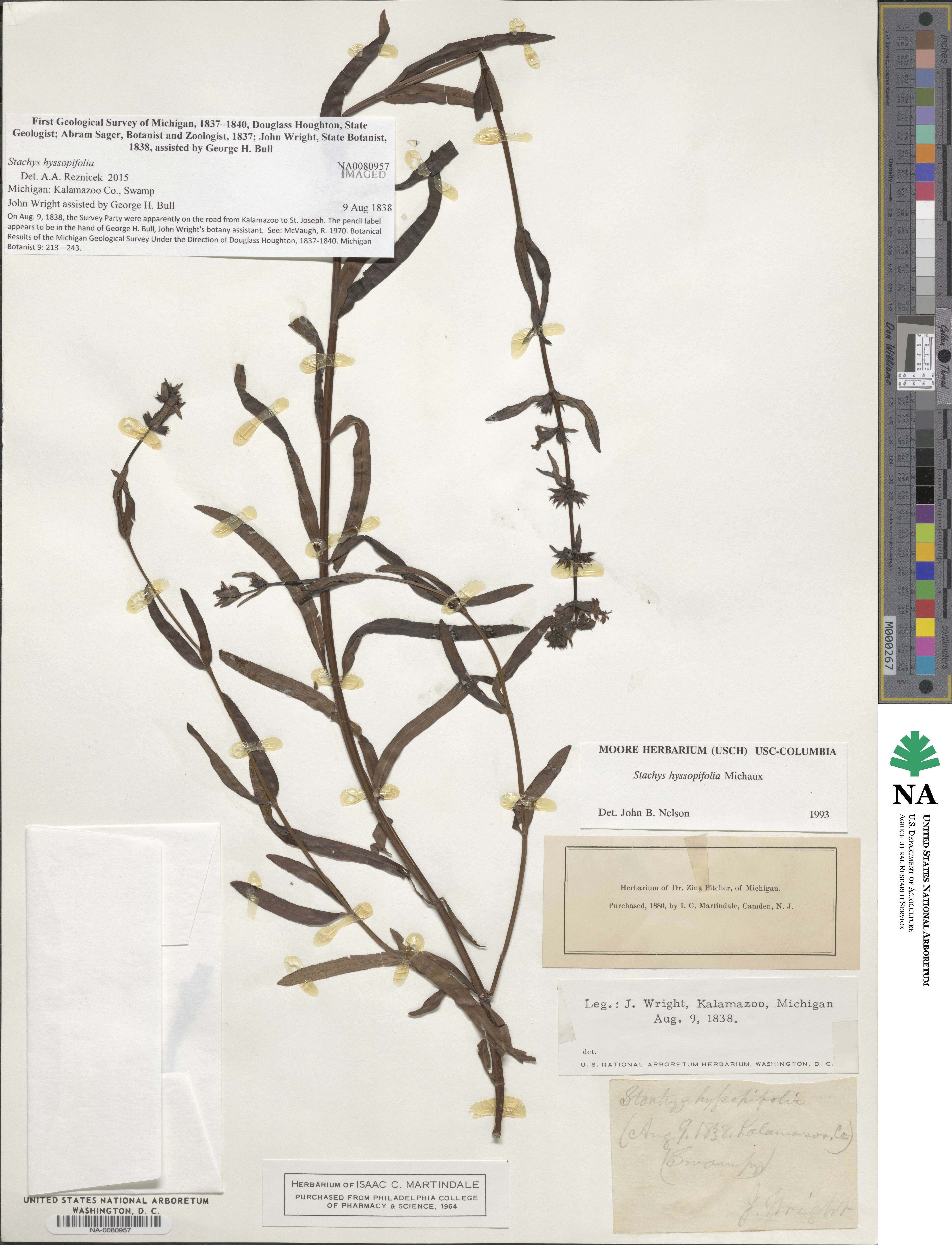 Stachys hyssopifolia image