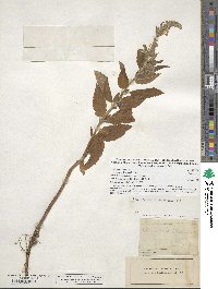 Teucrium canadense image