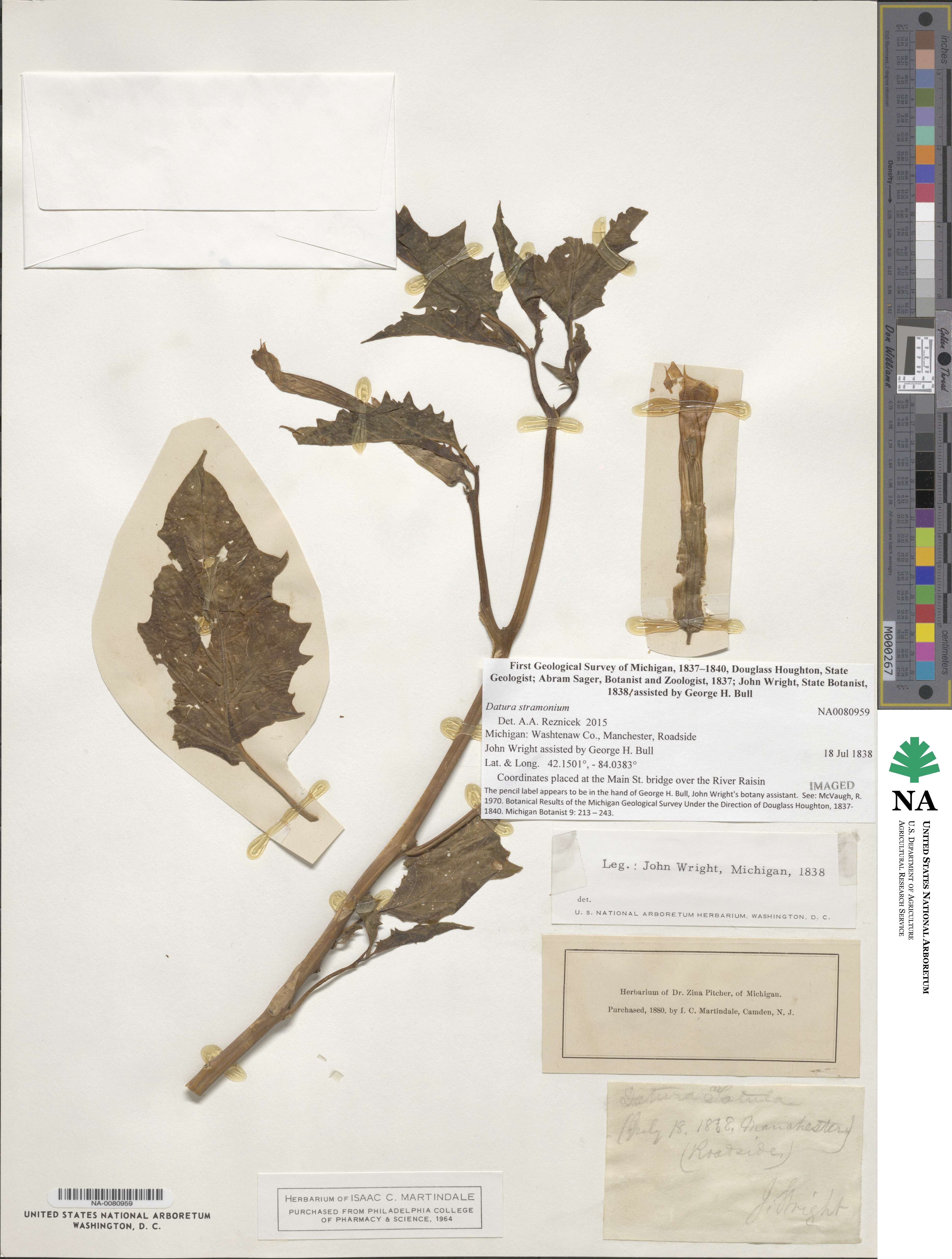 Datura stramonium image