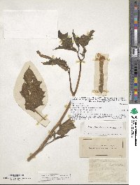 Datura stramonium image