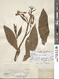 Image of Nicotiana tabacum