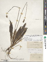 Image of Plantago lanceolata