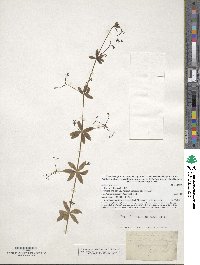 Galium triflorum image