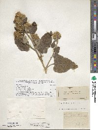 Arctium minus image