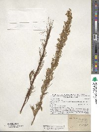 Artemisia campestris image