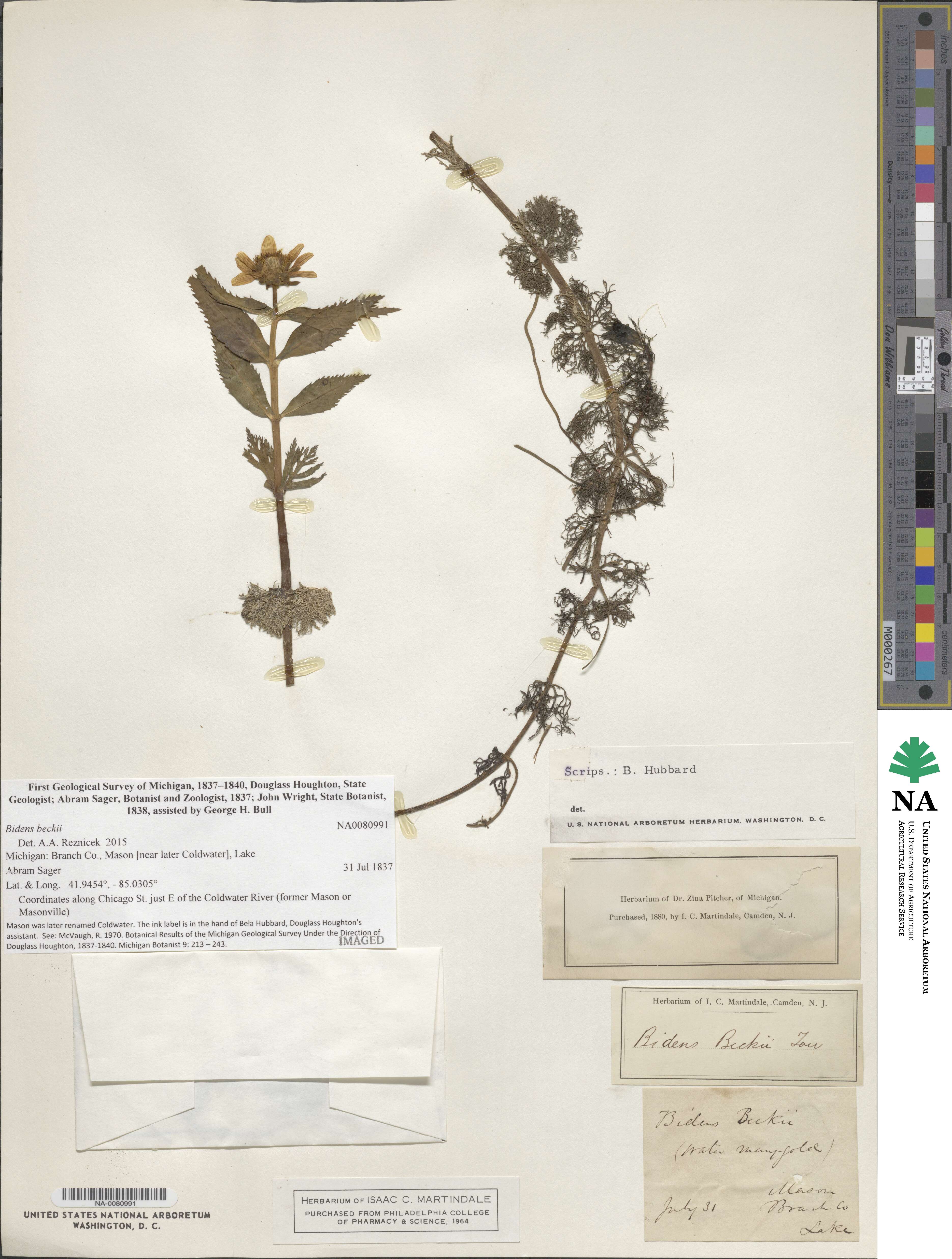 Bidens beckii image