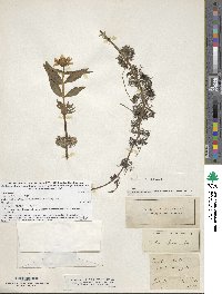 Image of Bidens beckii