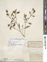 Bidens connata image