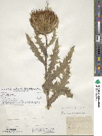 Cirsium pumilum var. hillii image