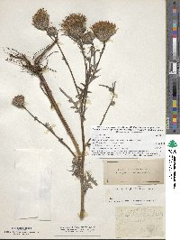 Cirsium muticum image