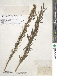 Erigeron canadensis image