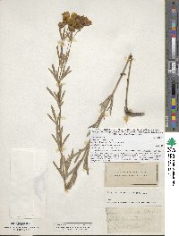 Coreopsis palmata image