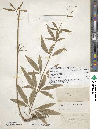 Image of Coreopsis tripteris