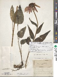 Echinacea purpurea image