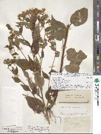 Eurybia macrophylla image