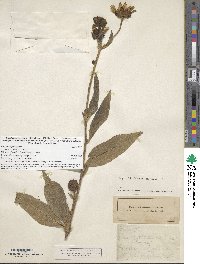 Helianthus pauciflorus image