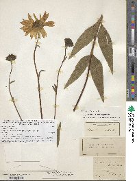 Helianthus pauciflorus image