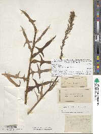 Lactuca canadensis image