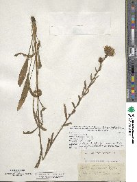 Liatris scariosa image