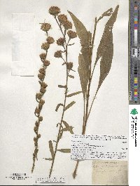 Liatris scariosa image