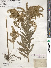 Solidago altissima image