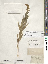 Image of Solidago gigantea