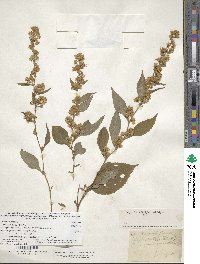 Solidago flexicaulis image