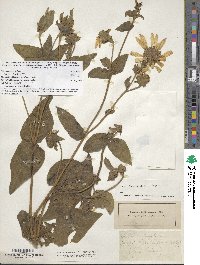 Silphium integrifolium image