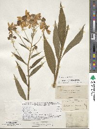 Verbesina alternifolia image